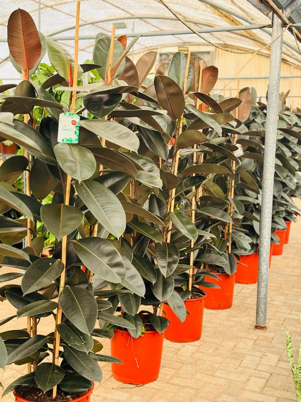 Ficus Elastica 3PP 180-190CM XL (Holland)