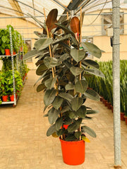 Ficus Elastica 3PP 180-190CM XL (Holland)