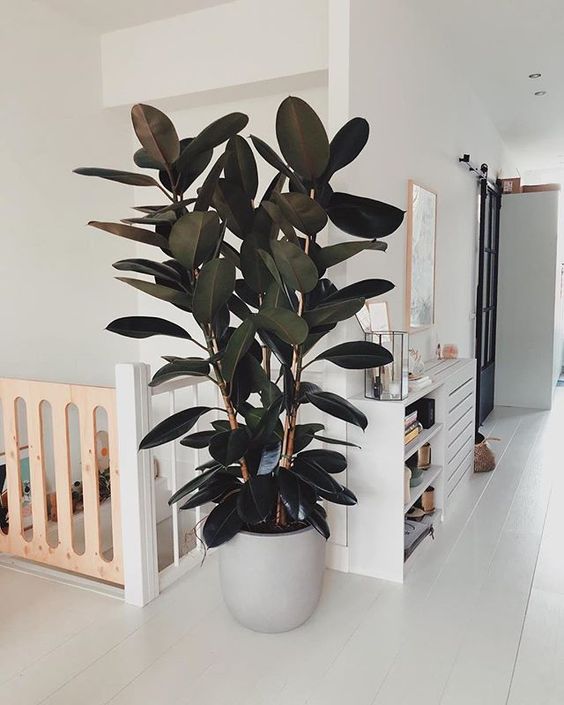 Ficus Elastica 3PP 180-190CM XL (Holland)