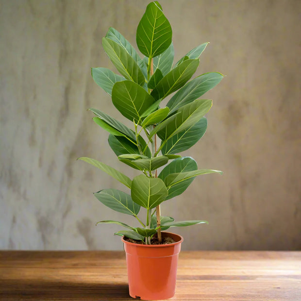 Ficus Benghalensis