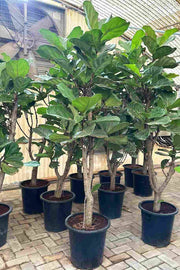 Fiddle-Leaf Fig Branched