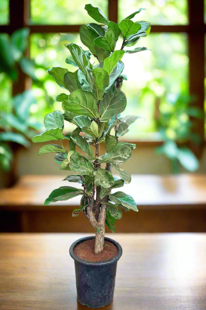 fiddle leaf fig singapore Fiddle-Leaf Fig Branched – SHIFAA GARDEN CENTER