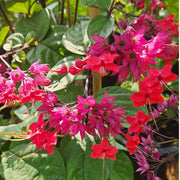 Campsis Radicans, Trumpet Vine