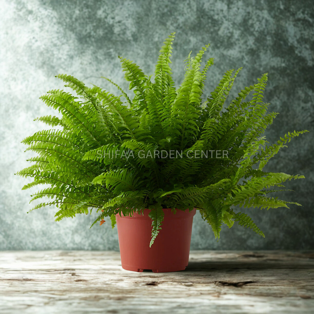 Nephrolepis exaltata (Hanging Plant)
