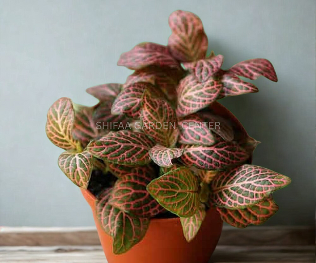 Fittonia Mix Colour