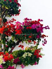 Bougainvillea Multi Head
