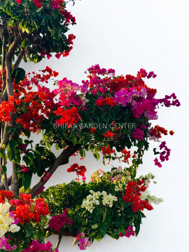 Bougainvillea Multi Head