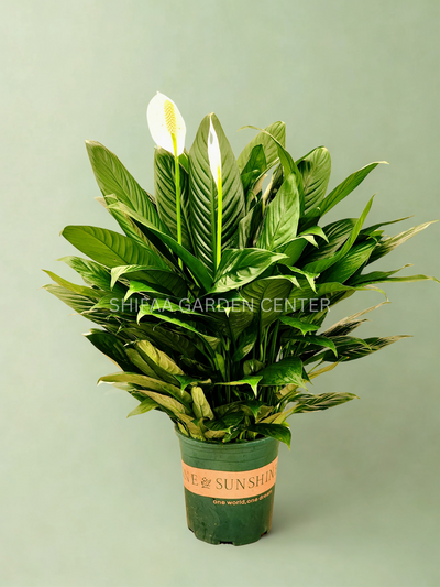 Spathipyllum 'Peace Lily'