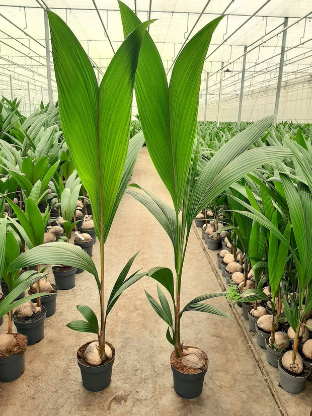 نخل نارگیل، Cocos Nucifera