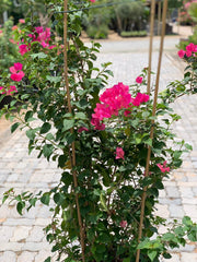 Bougainvillea Red