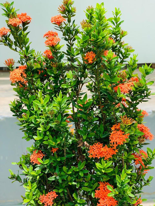 Ixora Red