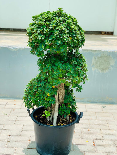 Ficus Microcarpa Bonsai