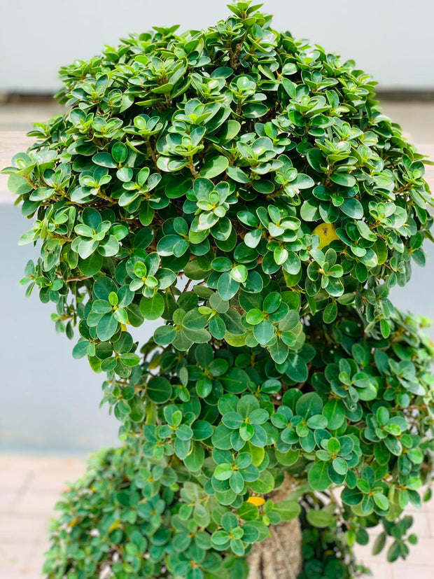 Ficus Microcarpa Bonsai