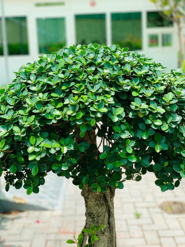 Ficus Microcarpa Bonsai Single Head