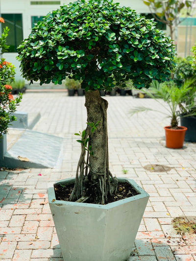 Ficus Microcarpa Bonsai Single Head