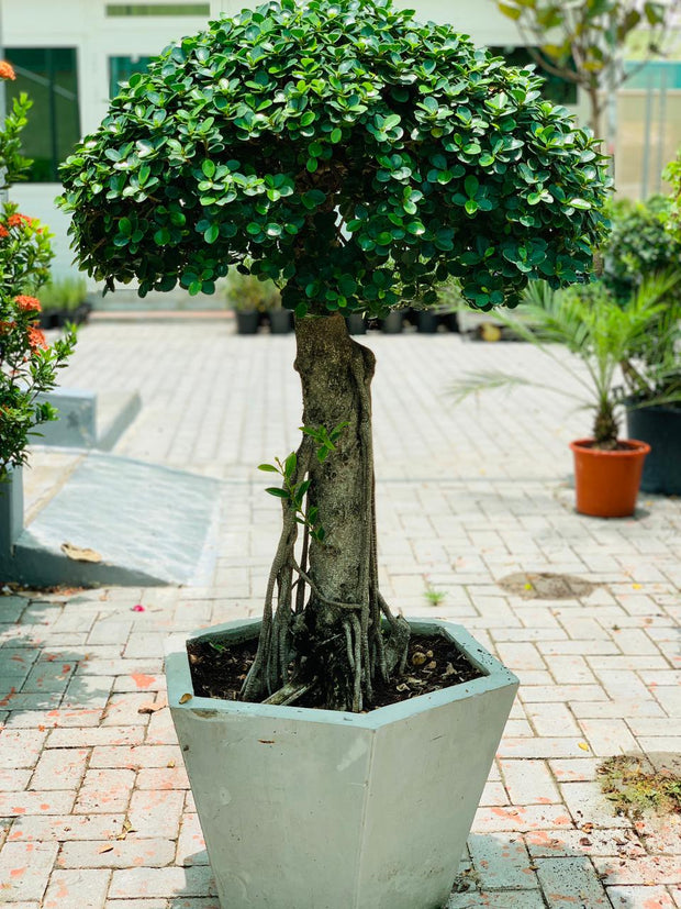 Ficus Microcarpa Bonsai Single Head