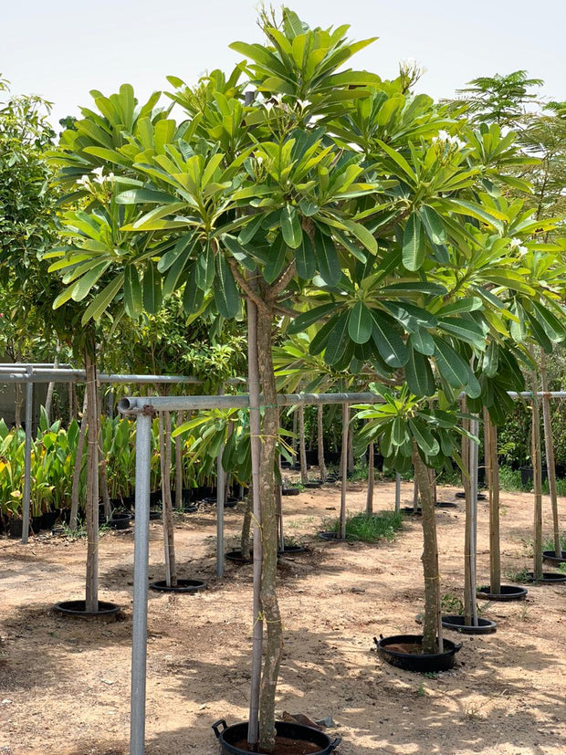 Plumeria obtusa