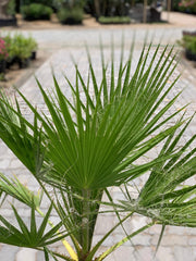 Washingtonian Palm - Majestic Tropical Elegance