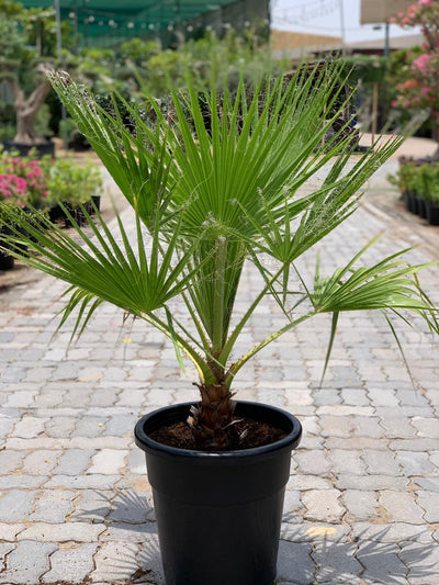 Washingtonian Palm - Majestic Tropical Elegance