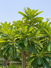 Plumeria obtusa