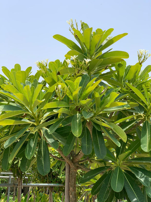 Plumeria obtusa