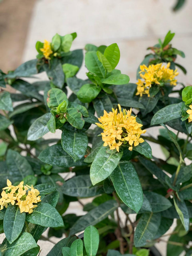 Ixora Coccinea زرد