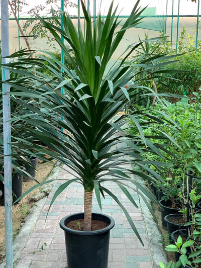 Dracaena Arborea 