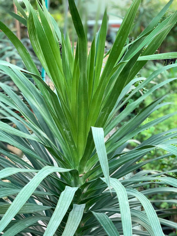 Dracaena Arborea