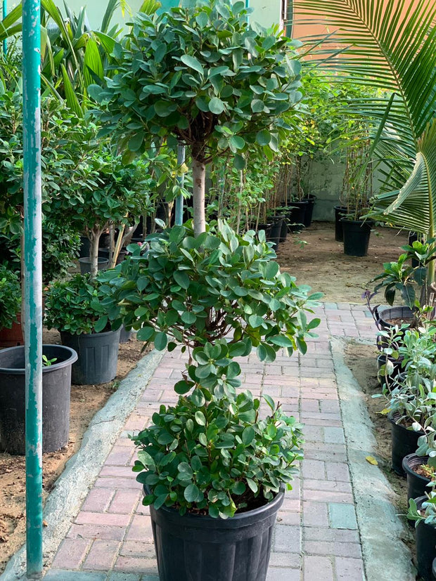 Ficus Diversifolia Three Heads