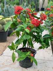 Ixora Coccinea Red Rose