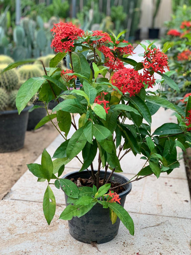 Ixora Coccinea Red Rose