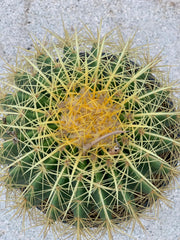 Golden Barrel Cactus