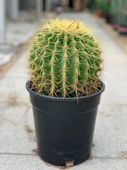 Golden Barrel Cactus