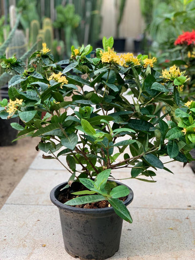 Ixora Coccinea Yellow