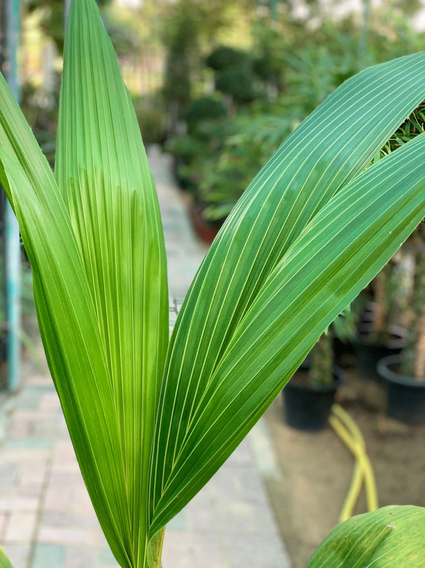 Coconut Palm, Cocos Nucifera