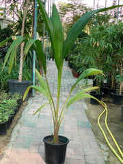 Coconut Palm, Cocos Nucifera