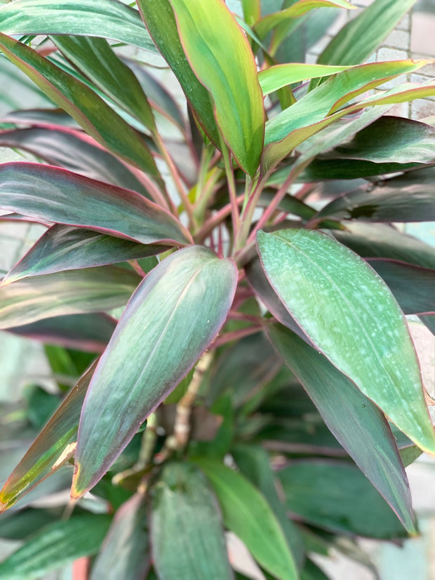 Cordyline Fruticosa