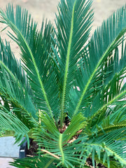 Cycas Revoluta