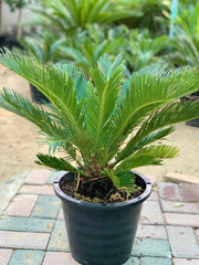 Cycas Revoluta