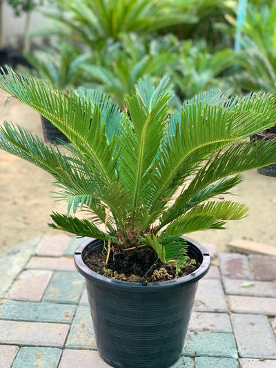 Cycas Revoluta