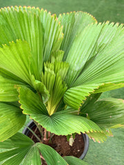 Ruffled Fan Palm (Licuala Grandis)