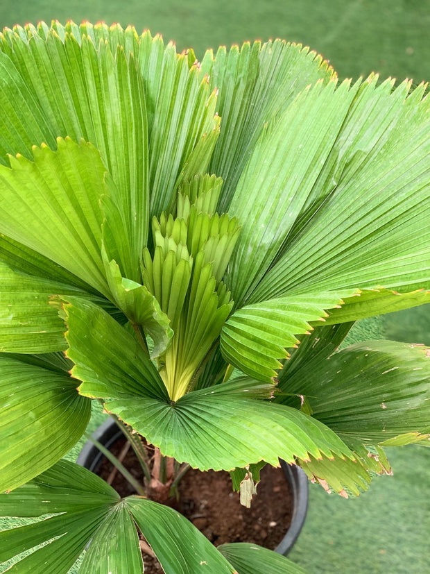 Ruffled Fan Palm (Licuala Grandis)