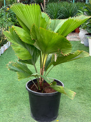 Ruffled Fan Palm (Licuala Grandis)