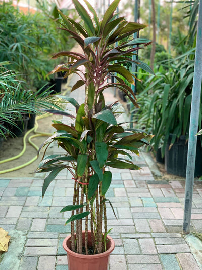 Cordyline Fruticosa