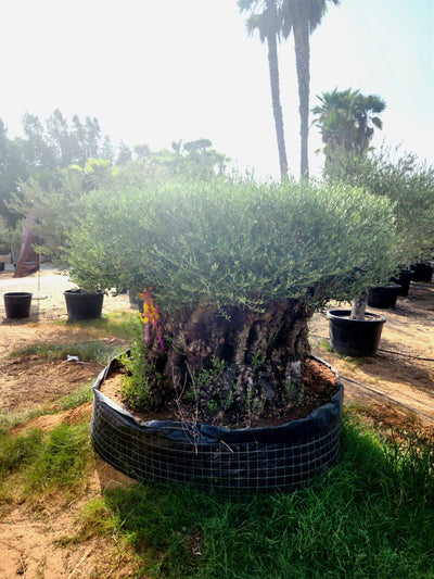 شجرة الزيتون (Olea europaea)