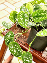 Scindapsus pictus ‘Argyraeus’ (Silver Pothos)