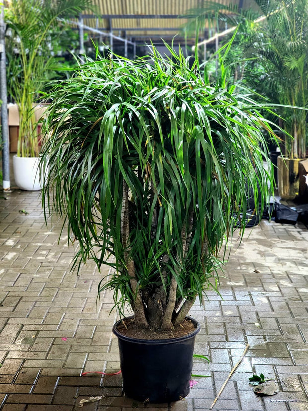 Multi Head Dracaena 1.1 Mtr