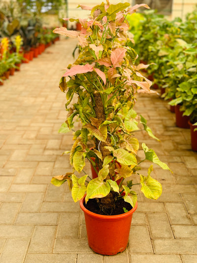 Syngonium Pink Slash