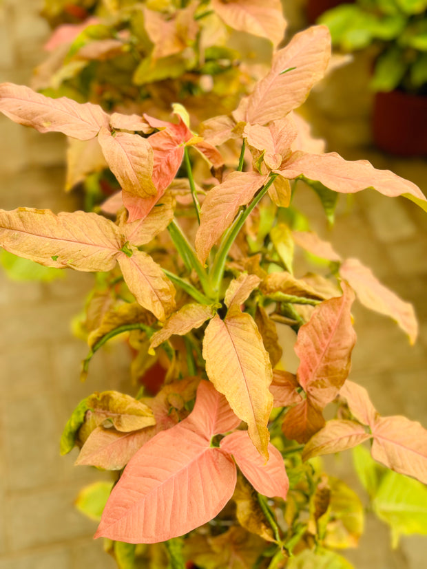 Syngonium Pink Slash