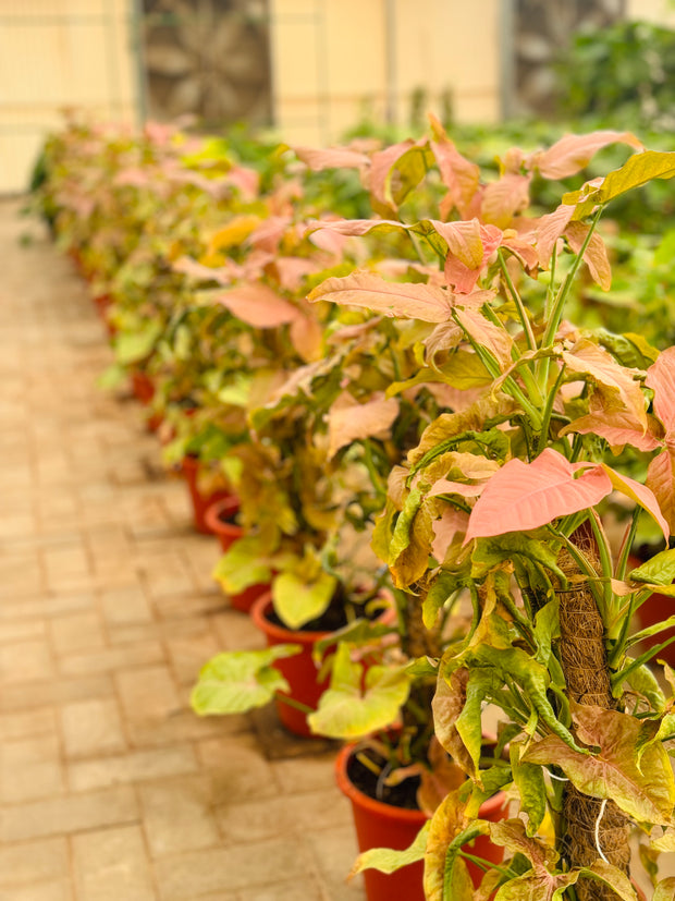 Syngonium Pink Slash